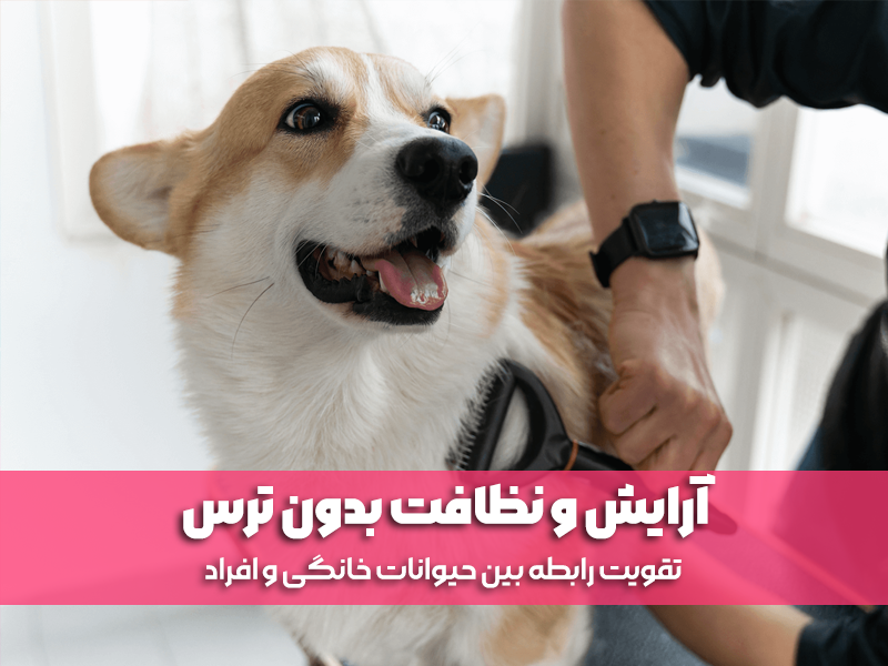 آرایش و نظافت بدون ترس، تقویت رابطه بین حیوانات خانگی و افراد